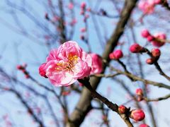 -铁山坪森林公园