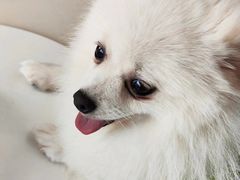 -怪兽屋·羊驼·猫咖·狗咖(俊华广场店)