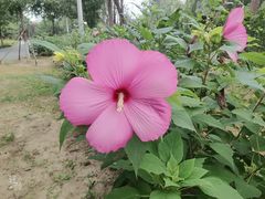 -永定河休闲森林公园