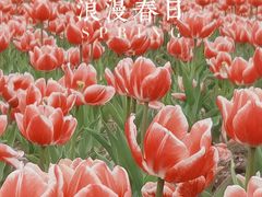 -院士公园