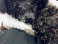 -乐宠宠物店(世纪金源店)