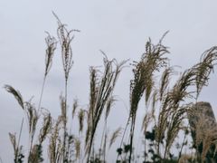 -府河摄影公园