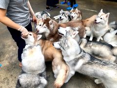 -TrueLove @ Neverland (Husky Cafe)