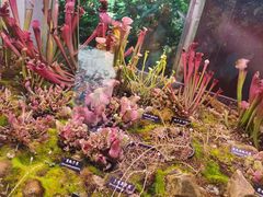 -中国科学院西双版纳热带植物园