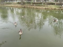 -西安浐灞国家湿地公园