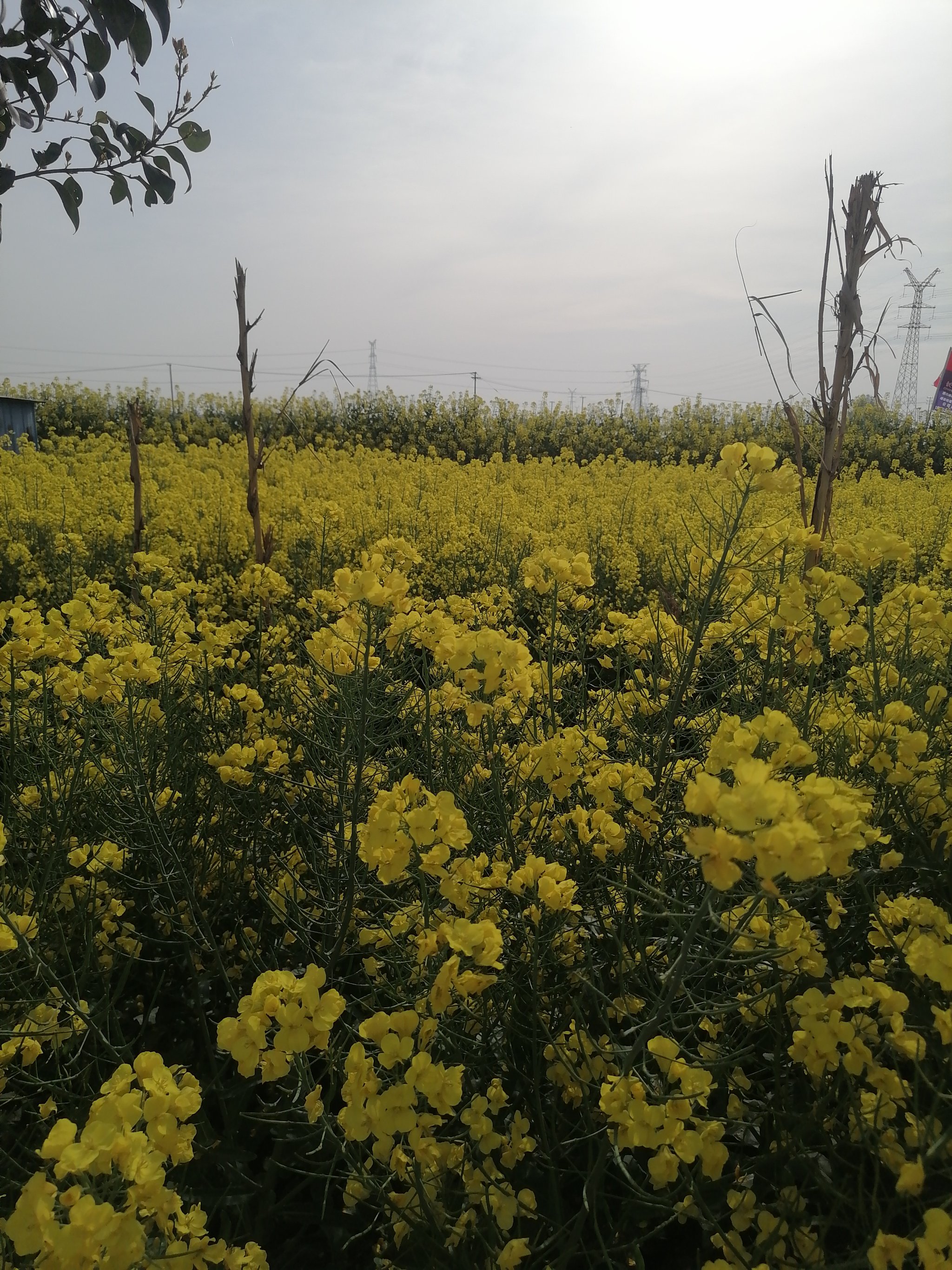 南昌县塔城乡油菜花图片