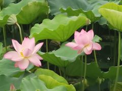 -荔湾湖公园