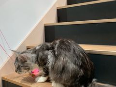-瞄一喵猫咖(格力海岸店)