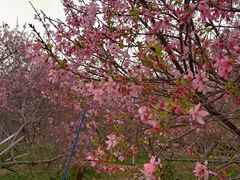 -天适樱花悠乐园