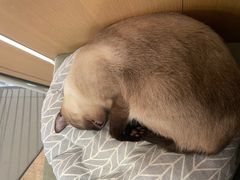 -CAT’S MEWSTAR CAFE·喵星球猫屋(晴湾咖啡店)