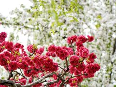 -海棠花溪(元大都城垣遗址公园)