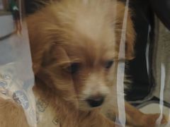 -瑞派康怡24h宠物医院·犬猫医疗中心·微创绝育(瑞景分院)