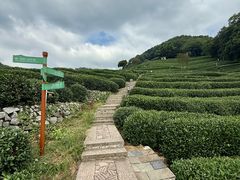 -阿巧茶庄
