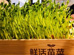 活体豆苗-左庭右院鲜牛肉火锅(百联临港店)