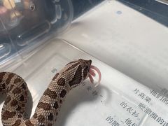 -酷以爬仙阁实体爬宠店·守宫·蜥蜴·专业繁育