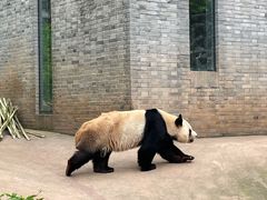 -都江堰中华大熊猫苑
