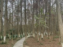 -桤木河湿地公园