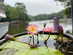 -深圳仙湖植物园
