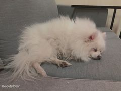 -宠爱国际动物医院· 猫科· 外科·中兽医(长白店)
