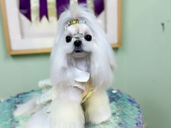 -鑫艺宠物美容培训学校