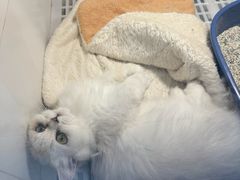 -1013 PET SHOP 宠物商店(近铁城市广场店)