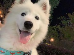 -翊宠yipet猫狗购宠庄园犬舍•猫舍