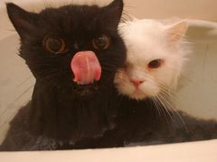 -蜀中吴养生板栗鸡(会展店)