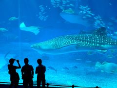 -烟台海昌鲸鲨海洋公园