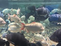 -成都浩海立方海洋公园