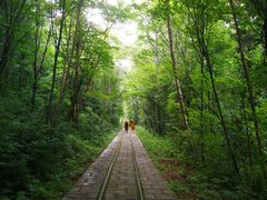-五营红松林海景区