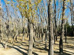 -野鸭湖国家湿地公园