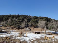 -沈阳森林动物园