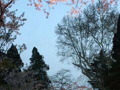 -武汉大学-樱园