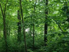 -五营红松林海景区