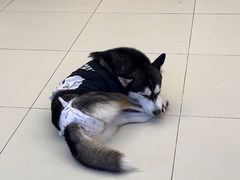 -怪兽屋·羊驼·猫咖·狗咖(俊华广场店)