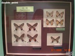 -上海昆虫博物馆