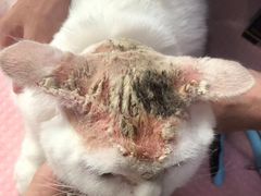 -福懋动物医院·犬猫全科·外科·重症科(杏林分院)