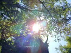 -上海佘山国家森林公园天马山园