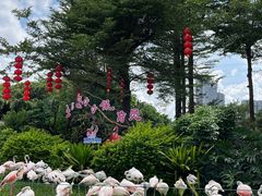 -广州长隆飞鸟乐园