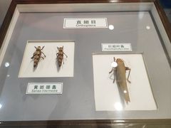 -上海昆虫博物馆