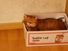 -猫腻·猫咖·撸猫馆(星光大道店)