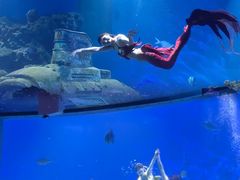 -海合安武汉极地海洋公园