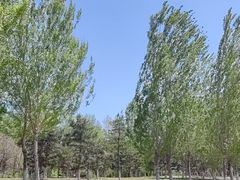 -莫子山公园