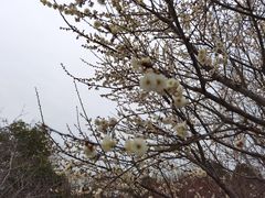 -香雪海