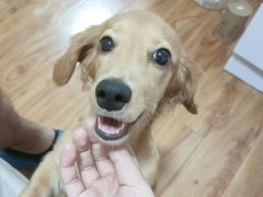 -翊宠yipet猫狗购宠庄园犬舍•猫舍