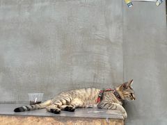 -Again Coffee Roaster(香蜜湖店)