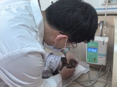 -北京观赏动物医院·24小时大型综合·猫专科·异宠专科