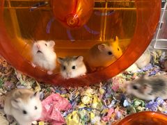 -钓仓鼠(洋桥北里小区店)