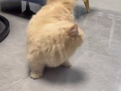 -三花喵·撸猫购宠·宠物生活馆(虹桥南丰城店)