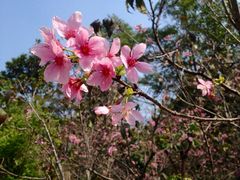 -中国科学院华南植物园